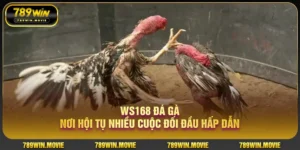 WS168 đá gà nơi hội tụ nhiều cuộc đối đầu hấp dẫn